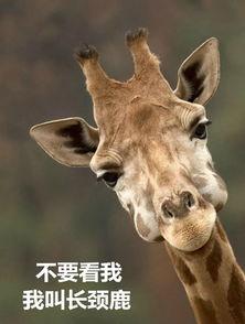 厦门爆料长颈鹿视频播放,视频曝光萌态瞬间,网友直呼可爱爆表! 第1张 厦门爆料长颈鹿视频播放,视频曝光萌态瞬间,网友直呼可爱爆表! 第1张